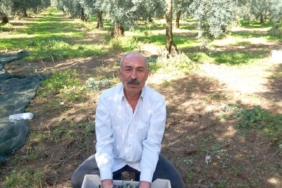 İZNİK CHP ZEYTİN (3)